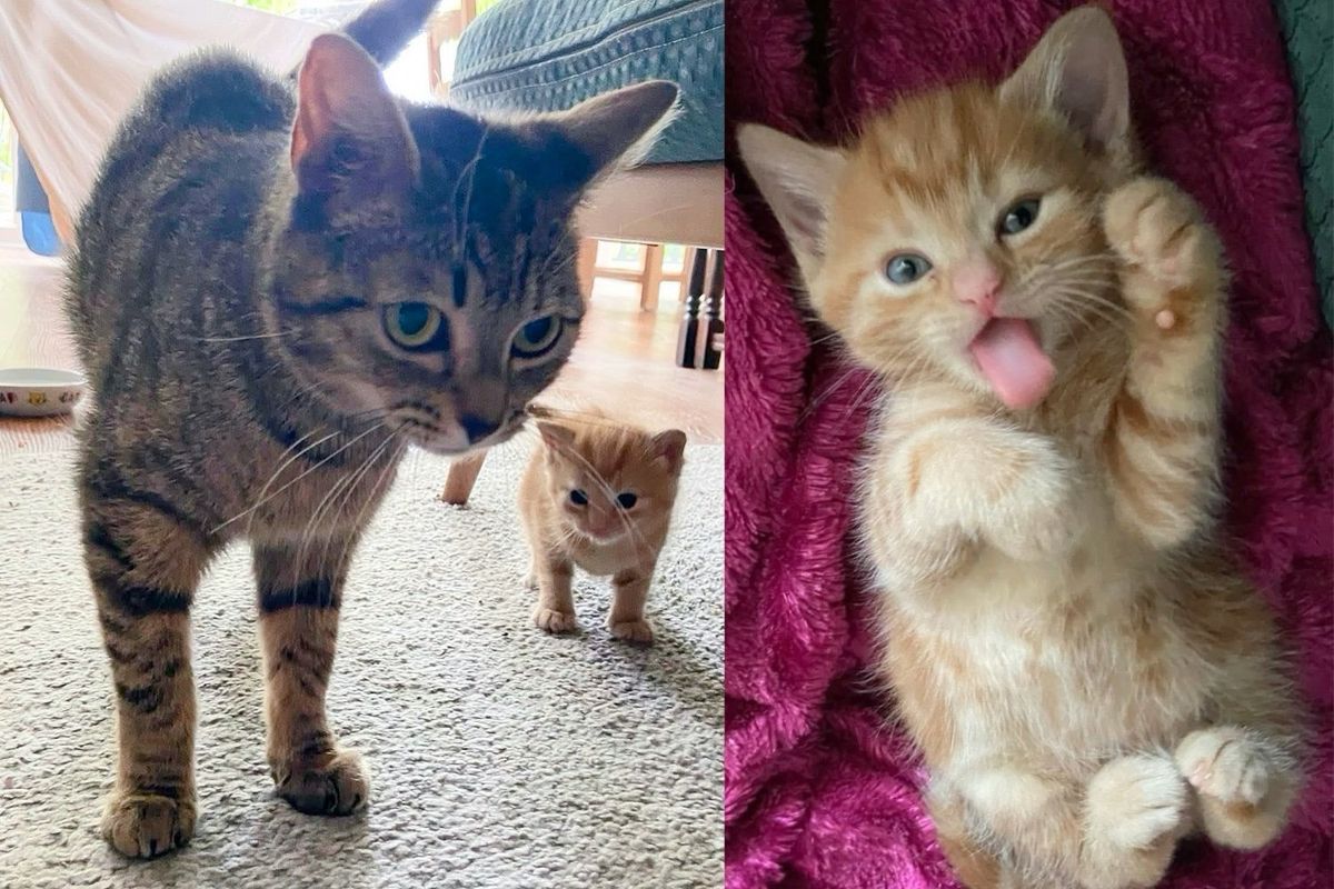 Woman Opens Her Home to Cat and Her Only Kitten, Their World Transforms in Most Heartwarming Way